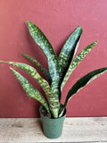 Large Sansevieria Jaboa in 6" Pot, King Jaboa, Dracaena Jaboa - Low Light Indoor Plant, Easy Care Houseplant