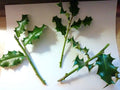 Holly Cuttings for Propagation - 3 Evergreen Clippings - Ilex - Perfect for Garden Shrubs and Hedges - Hardy Zones 5-9