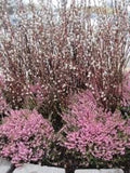 French Pussy Willow Gallon Pot - Salix caprea - Deciduous Shrub with Silky Catkins - USDA Zone 5-9