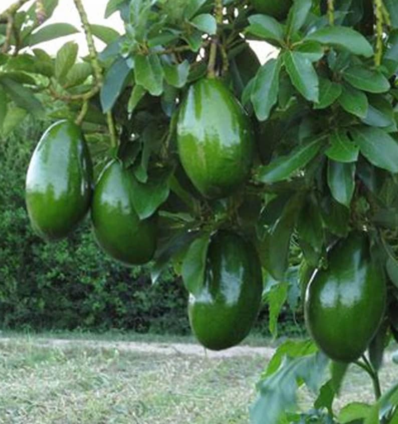 Grafted Avocado Tree in 3 Gallon Pot - Choquette Variety, Persica Americana, Tropical Fruit Plant, No Ship HI