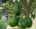Donnie Avocado Tree in 3 Gallon Pot, Persea americana 'Donnie', Indoor/Patio Fruit Tree, Grafted for Fast Growth, No Ship to CA/HI