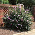 Minerva Rose of Sharon Plant - Quart Pot - Hibiscus syriacus - Flowering Shrub - USDA Zone 6-9 - Bareroot Shipping Available