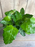 Calathea Musaica Plant in 6" Pot | Network Calathea | Non-Toxic Indoor Houseplant | Easy Care | Calathea Network