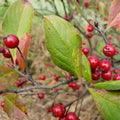 Red Chokeberry Live Plant 4" Pot - Aronia arbutifolia - Native North American Shrub for Full Sun to Part Shade