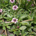 Frogfruit Live Plant 3.5" Pot - Turkey Tangle (Phyla nodiflora) - Common Lippia - Full Sun to Part Shade, Zones 7-11