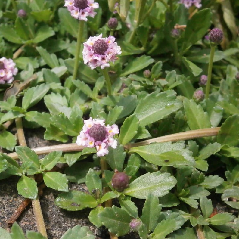 Frogfruit Live Plant 3.5" Pot - Turkey Tangle (Phyla nodiflora) - Common Lippia - Full Sun to Part Shade, Zones 7-11