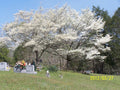 White Dogwood Trees - 2 Pack, 4" Container, Cornus Florida, Ideal for Zones 5-9, Beautiful White Flowers