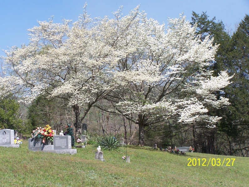 White Dogwood Tree 4" Container Cornus Florida - Beautiful White Flowers - Ideal for Zones 5-9