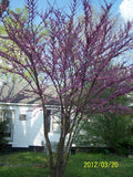 Redbud Trees - 2 Pack, 4" Container, Cercis canadensis, Rosy-Pink Flowers, Zones 4-9, Ideal for Woodland Gardens