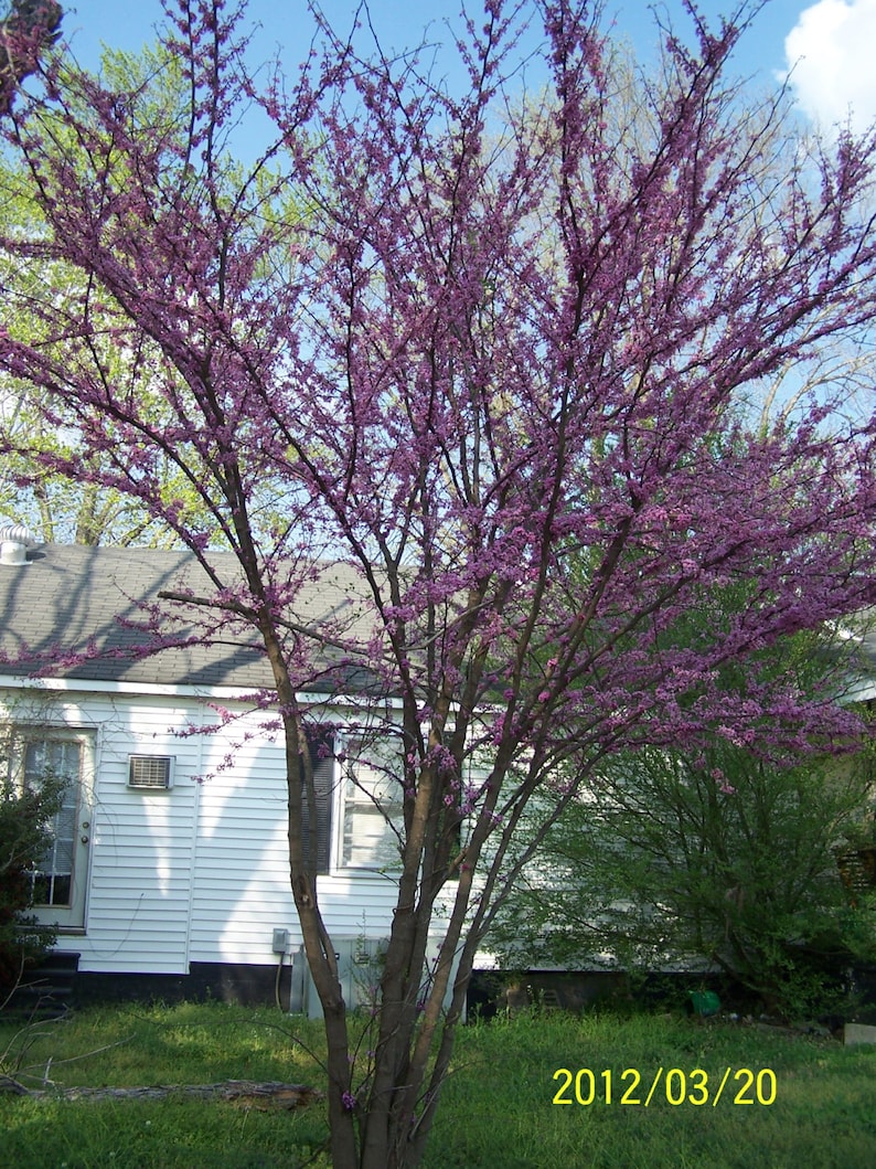 Redbud Trees - 2 Pack, 4" Container, Cercis canadensis, Rosy-Pink Flowers, Zones 4-9, Ideal for Woodland Gardens