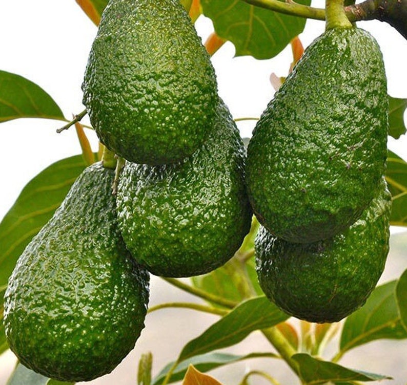 Hass Avocado Tree in 3 Gallon Pot, Grafted, Persea americana - Ideal for Guacamole, No Ship to CA and HI