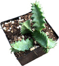 Organic Lifesaver Plant in 2.5-Inch Pot, Huernia zebrina, Well-Rooted Starter Plant by Smoke Camp Crafts