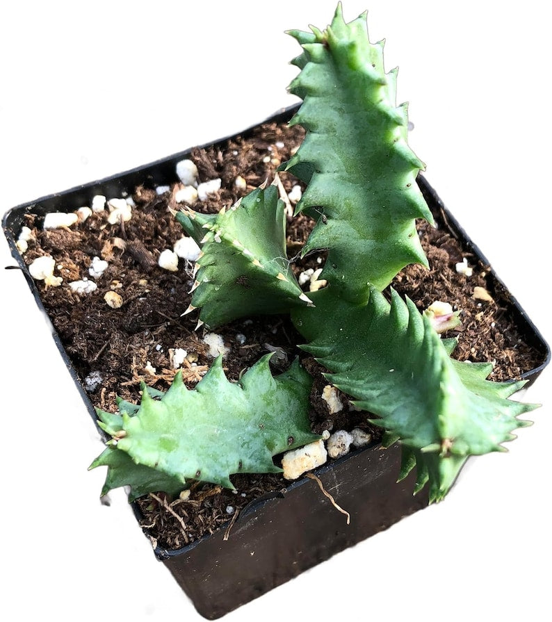 Organic Lifesaver Plant in 2.5-Inch Pot, Huernia zebrina, Well-Rooted Starter Plant by Smoke Camp Crafts