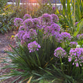 Millenium Onion Live Plant 3.5" Pot - Allium 'Millenium' - Full Sun to Part Shade - Hardy Perennial for Zones 5-8