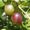 Gooseberry Live Plant 4” Pot 'Jahn's Prairie' Ribes oxyacanthoides - Hardy Fruit Plant for Zones 3-6, Full Sun to Part Shade