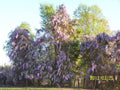 Wisteria Tree 4" Container Blue-Violet Flowers Wisteria Sinensis - Hardy Climbing Vine for Zones 3-8