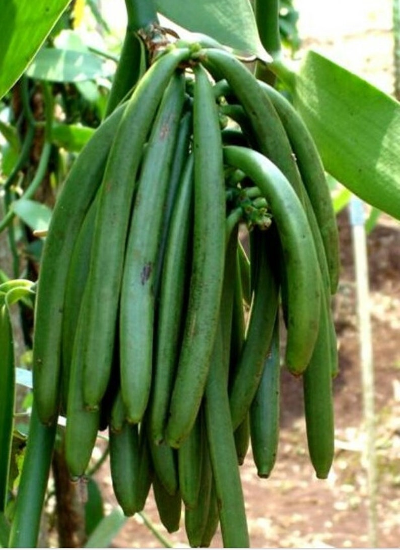 Vanilla Bean Orchid Plant in 8" Pot - Vanilla planifolia - Large Green Vines for Indoor Gardening and Culinary Use