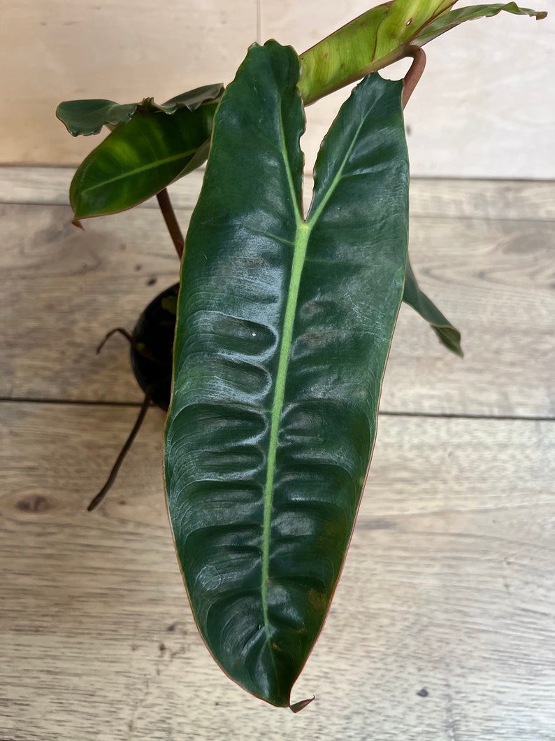 Philodendron Billietiae 4" Pot - Tropical Aroid Vine, Bright Green Leaves, Philodendron Genus, Indoor Plant Decor