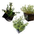 Organic Thyme Trio Plant Collection - 3-Pack English, Lemon, Golden Variegated Thyme in 2.5" Pots - Smoke Camp Crafts
