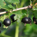 Gooseberry Live Plant - 4” Pot - Black Velvet (Ribes uva-crispa) - Hardy Edible Fruit for Zones 4-7, Full Sun to Part Shade