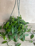 Vanilla Bean Orchid Plant in 8" Pot, Vanilla planifolia, Edible Vanilla Bean, Indoor Vining Houseplant