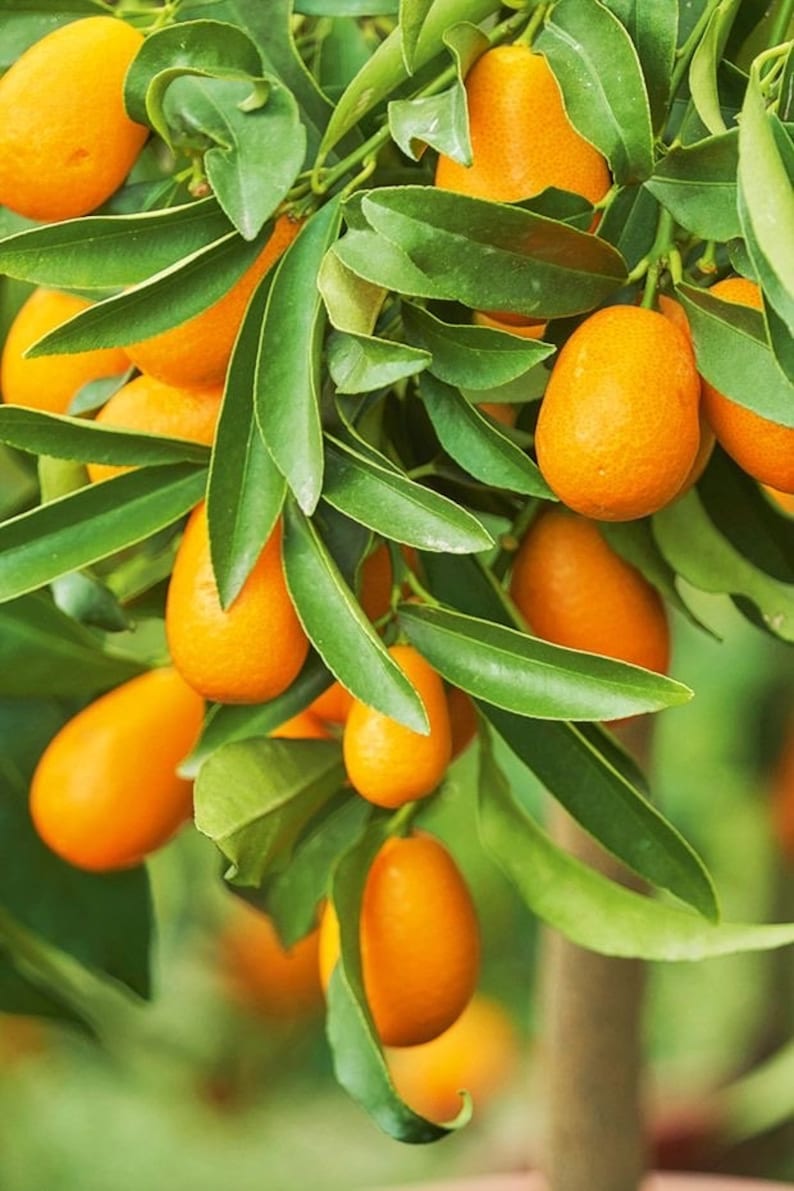 Nagami Kumquat Tree - 1/2 Gallon Pot - Citrus Japonica - Edible Fruit - Florida Shipping Only