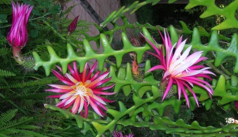 Ric Rac Cactus in 4" Pot, Zig Zag Cactus, Disocactus anguliger, Easy Care Houseplant for Indoor Decor