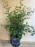 Acerola Cherry Plant in 10" Pot, Barbados Cherry, Malpighia emarginata - Juicy Fruits, Full Sun, No Ship to AZ CA or ID