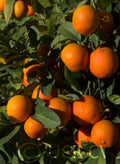 Red Lime Tree in 1/2 Gallon Pot, Grafted Citrus Plant, Unique Red Fruit, Citrus latifolia, Florida Shipping Only