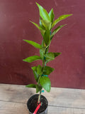 Red Lime Tree in 1/2 Gallon Pot, Grafted Citrus, Unique Burgundy Fruit, Citrus latifolia, Florida Shipping Only