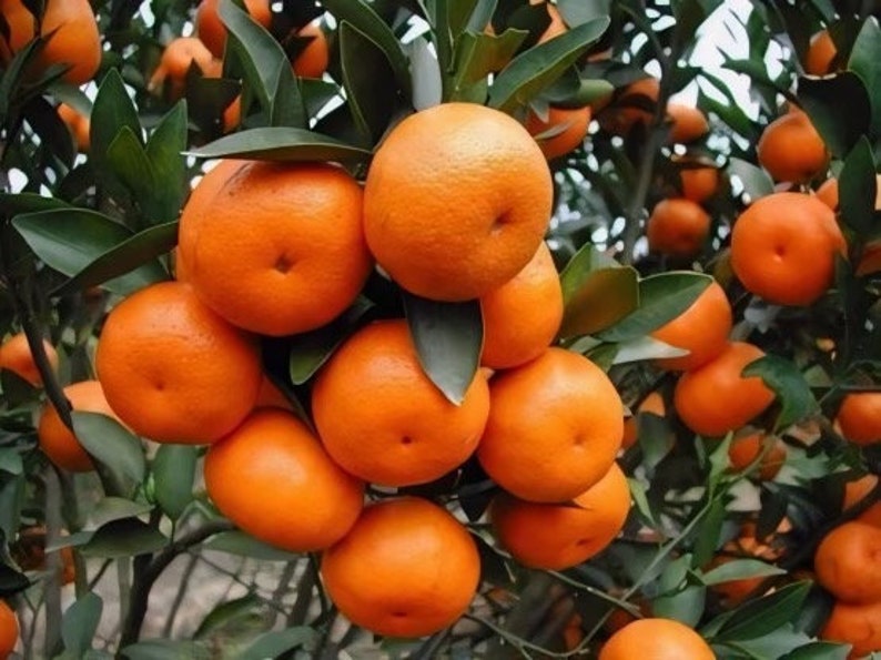 Ponkan Mandarin Tree - 1/2 Gal Pot - Citrus Reticulata - Juicy Sweet Tangerine with Fragrant Blossoms for Home Garden
