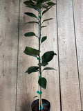 Ponkan Mandarin Tree in 1/2 Gal Pot, Citrus Reticulata, Sweet Honey Orange Tangerine for Home Garden or Landscape