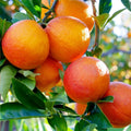 Blood Orange Tree in 1/2 Gallon Pot, Grafted Sinensis Moro, Citrus Sinensis - Florida Shipping Only