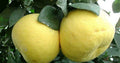 Grafted Hirado Pummelo Tree 1/2 Gal Pot | Citrus Grandis | Sweet & Tangy Fruit | Tropical Garden Plant