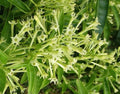 Night Blooming Jasmine Plant in 4" Pot, Cestrum nocturnum, Fragrant White-Yellow Flowers, Easy Care Indoor/Outdoor Plant