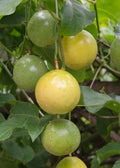 Passion Fruit Plant - Half Gallon Pot - Panama Red - Passiflora edulis