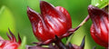 Organic Red Roselle Hibiscus Live Plant 8-14 inch in Pot - Jamaican Sorrel (Hibiscus sabdariffa) - Fast Growing, Green Plant