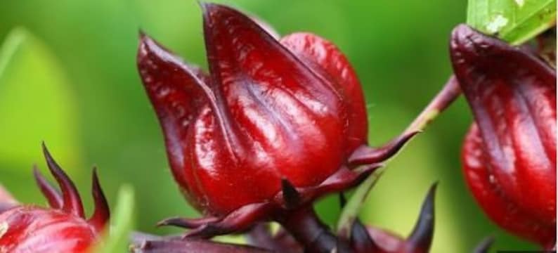 Organic Red Roselle Hibiscus Live Plant 8-14 inch in Pot - Jamaican Sorrel (Hibiscus sabdariffa) - Fast Growing, Green Plant