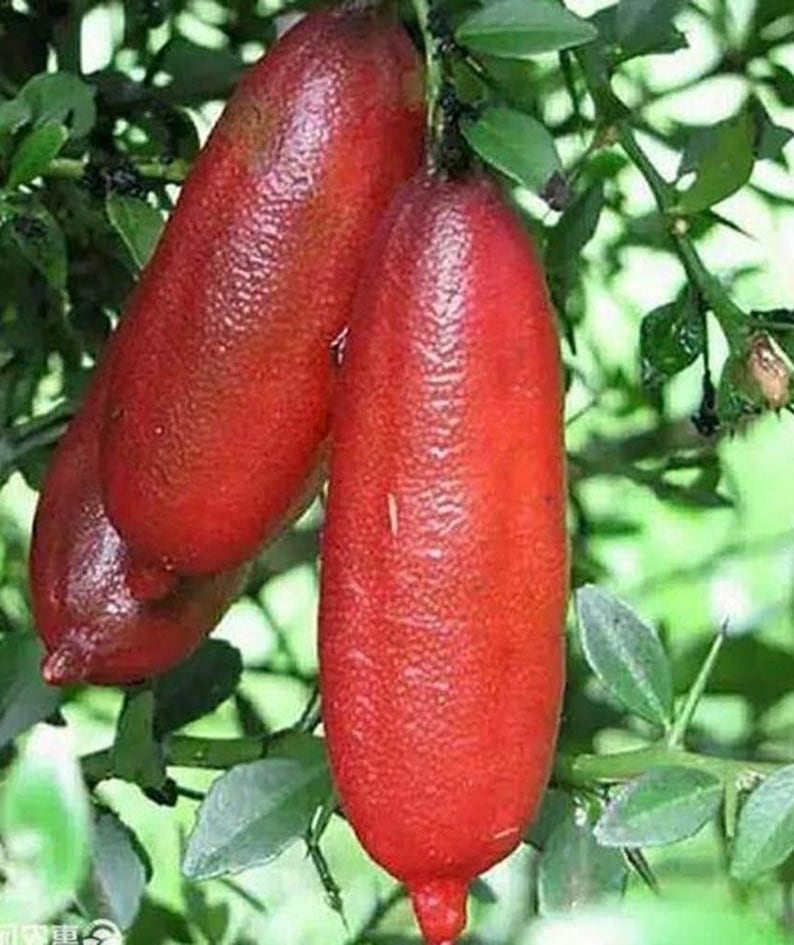 Red Finger Lime Tree, 1/2 Gallon Pot, Grafted Microcitrus australasica, Citrus Caviar, Florida Shipping Only