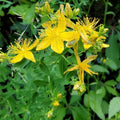 St. John's Wort Cuttings - 5 Perennial Herb Clippings for Propagation - Hypericum perforatum