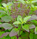 Large Krishna Tulsi Live Plant | Half Gallon Pot | Purple Stem | Holy Basil | Ocimum sanctum | Limited Quantity