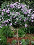 Minerva Rose of Sharon Plant Quart Pot - Hibiscus syriacus - Flowering Althea for USDA Zones 6-9 - Hardy Shrub for Gardens