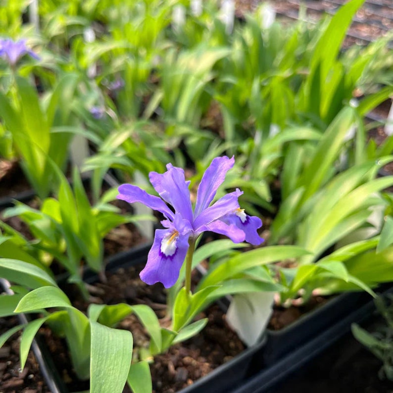 Dwarf Crested Iris Live Plant 4" Pot - Iris cristata - Part to Full Shade - Native North American Flower