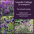 Lavender Cuttings for Propagation - 6 Total: English, Spanish & Anouk Deep Rose Lavender - Fragrant Garden Plants