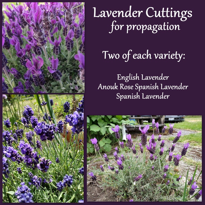 Lavender Cuttings for Propagation - 6 Total: English, Spanish & Anouk Deep Rose Lavender - Fragrant Garden Plants