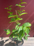 Green Apple Tree - 3 Gallon - Rose Apple (Syzygium samarangense) - Air Layered - Not Shippable to CA & HI