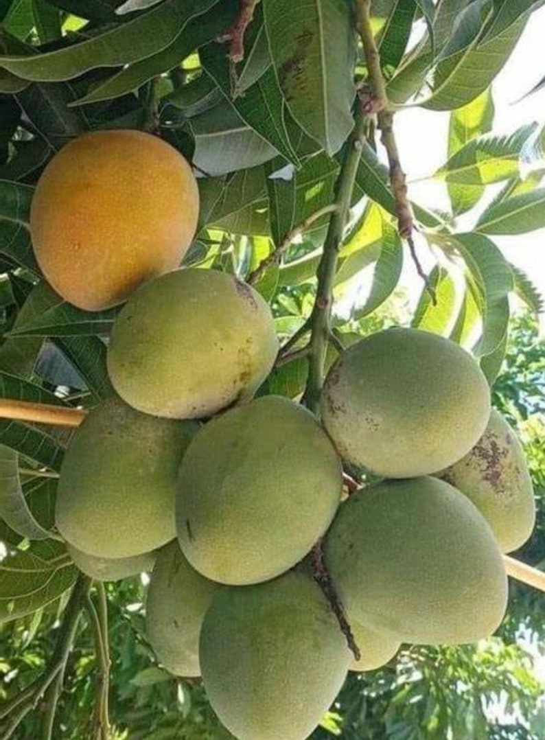 Fruit Punch Mango Tree, Grafted 3 Gallon Pot, Sweet Hybrid Mango, Mangifera indica - No Ship to HI