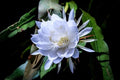 Night Blooming Cactus in 4" Pot - Epiphyllum oxypetalum, Queen of the Night Orchid, Fragrant White Flowers