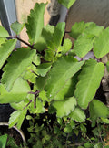 Organic Miracle Leaf Plant 6–10 Inch Live Kalanchoe pinnata Bare Root | Leaf of Life, Cathedral Bells Succulent