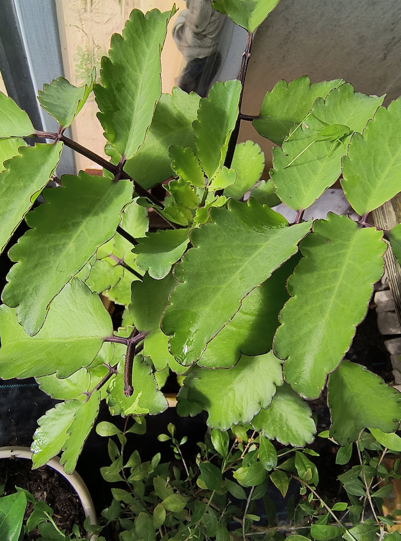 Organic Miracle Leaf Plant 6–10 Inch Live Kalanchoe pinnata Bare Root | Leaf of Life, Cathedral Bells Succulent